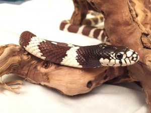 King Snake_Oreo_beth_dekker_IMG_0846