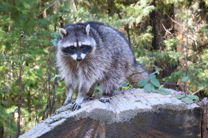 Raccoon_bobbie hefner_larger_T21A5510 - Version 2