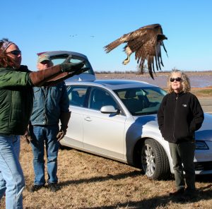 wildlife rehabilitation, and release, wildlife rescue - Red Tail Hawk Release with Beth and Laurel 2