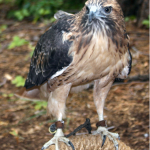 Red Tail Hawk