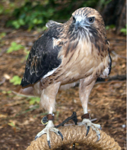 Red Tail Hawk