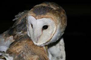 barn owl adult