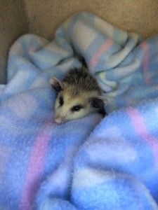 small mammals wildlife rehabilitation and release - cawildlifeopossom