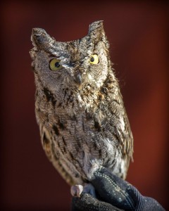 cawildlifeowl