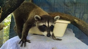 small mammals wildlife rehabilitation and release - cawildliferaccoon