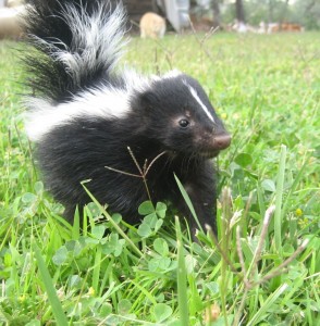 young skunk by Jim Crummet