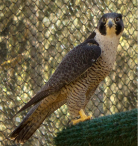 Peregrine Falcon