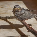 swallow_facing-camera_mg_0697_cr_cl_sh_n_v