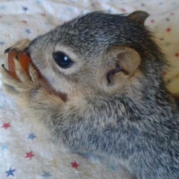 Squirrel Update