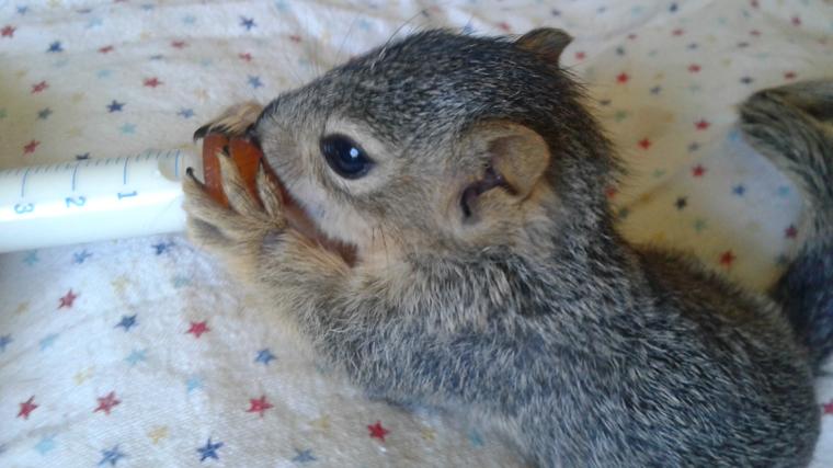 Squirrel Update
