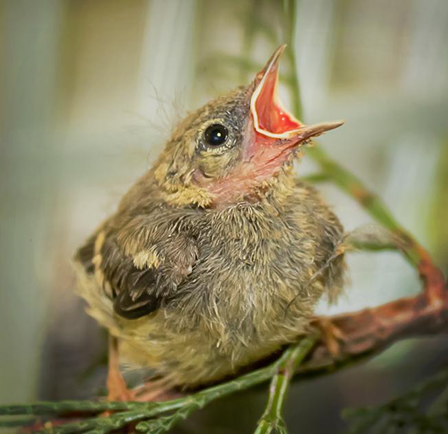 Juvenile Warbler under Sandy Beach's care. photo by Ann Westling