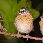 bh grosbeak 3some good 2N1A6183_cr_cl_n_sh_v_11.5x8.5_horizontal