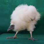 turkey vulture baby bobbie hefner T21A4230 - Version 2_n_sh_lvl_11.5x8.5