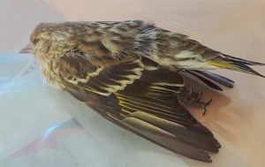 pine siskin dead janice barbary 382_cr