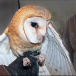 Healing Miracle Owl Wing