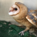 Miracle Owl Before Release