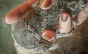 Chainsaw, the Gray Squirrel with wound on his back stitched and healing