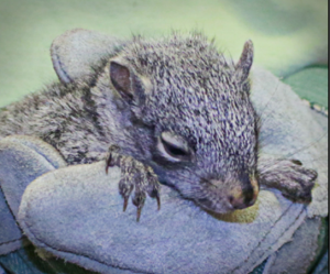 Chainsaw the squirrel resting