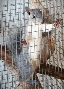 Chainsaw the squirrel Ready for release