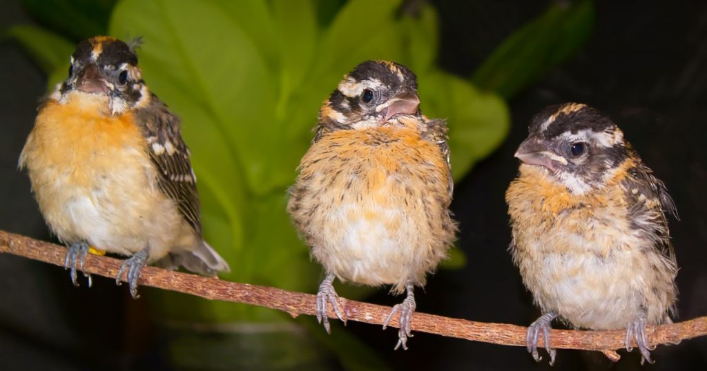 thumbnail_bh grosbeak 3some good 2N1A6183_cr_cl_n_sh_v_11.5x8.5_horizontal