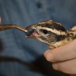 thumbnail_grosbeak_window_strike_being fed by Janice_2N1A6615_cr10x8_v._resize