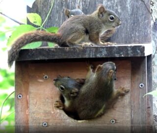 Basic Care and Feeding of Grey Squirrel Babies